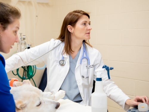 Internal Medicine, Carolina Veterinary Specialists in Matthews