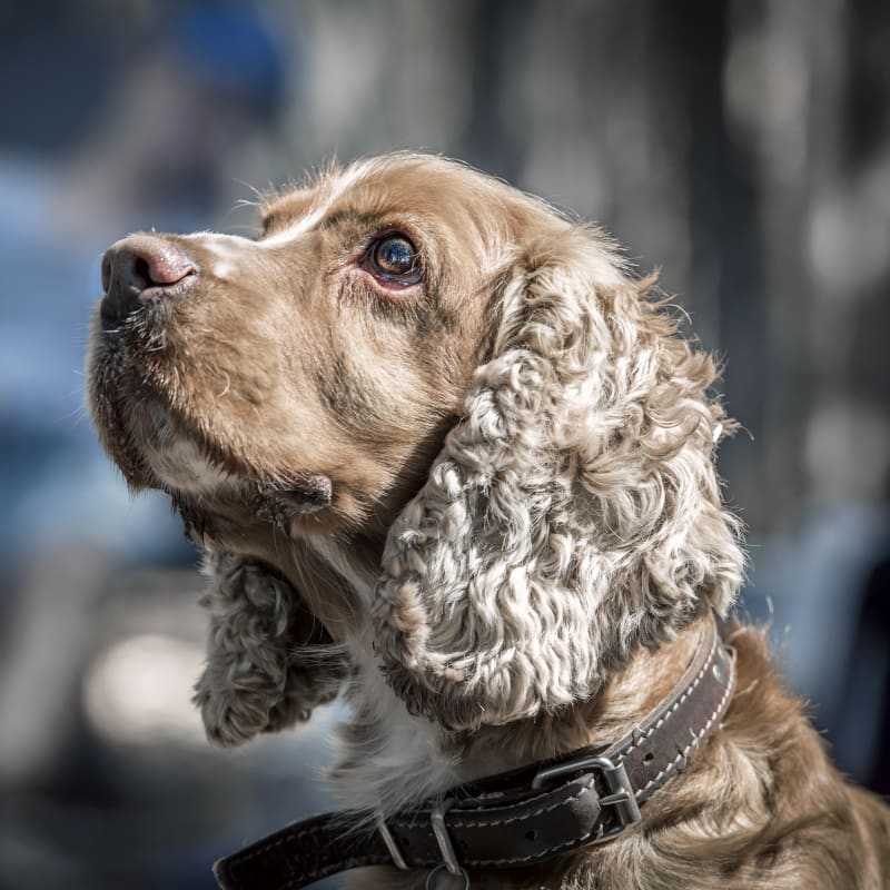 Community Outreach, Matthews Vet