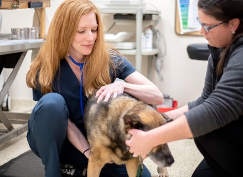 Cardiology Service | Carolina Veterinary Specialists | Vet in Matthews | Serving the Matthews
