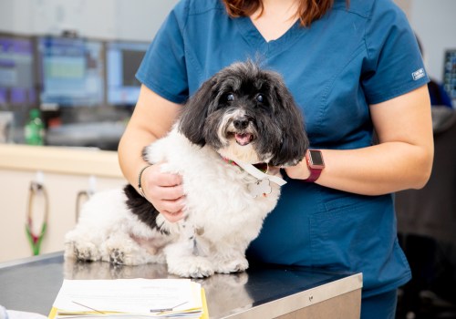 Internal Medicine, Carolina Veterinary Specialists in Matthews