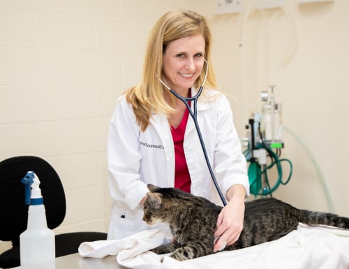 Oncology Services | Carolina Veterinary Specialists | Vet in Matthews | Serving the Matthews