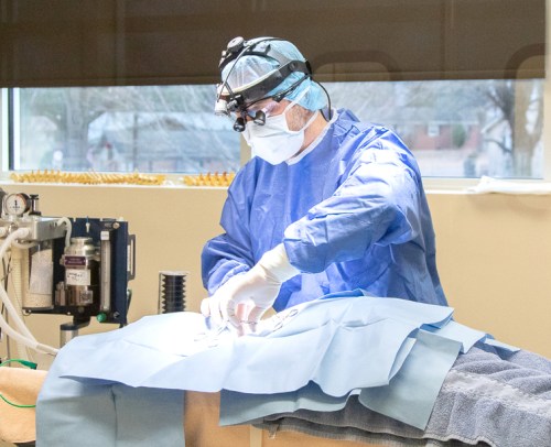 Surgical Service | Carolina Veterinary Specialists | Vet in Matthews | Serving the Matthews