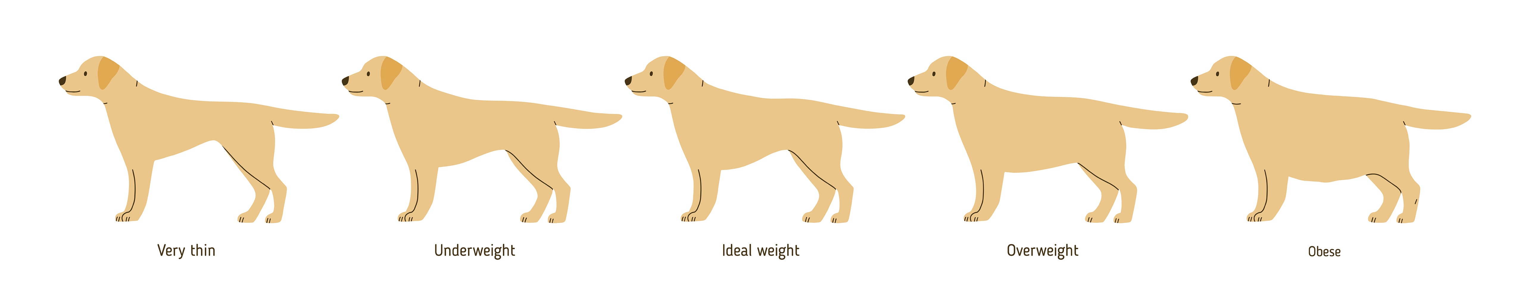 Overweight Dog Chart, Matthews Vet