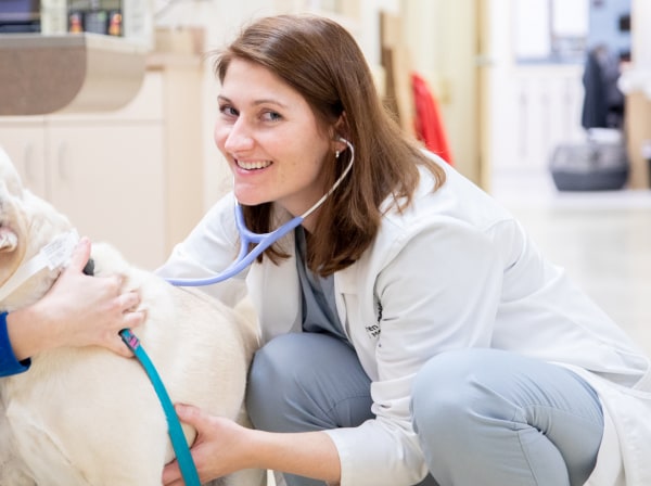 Specialists | Carolina Veterinary Specialists | Matthews Speciality & Emergency Vet